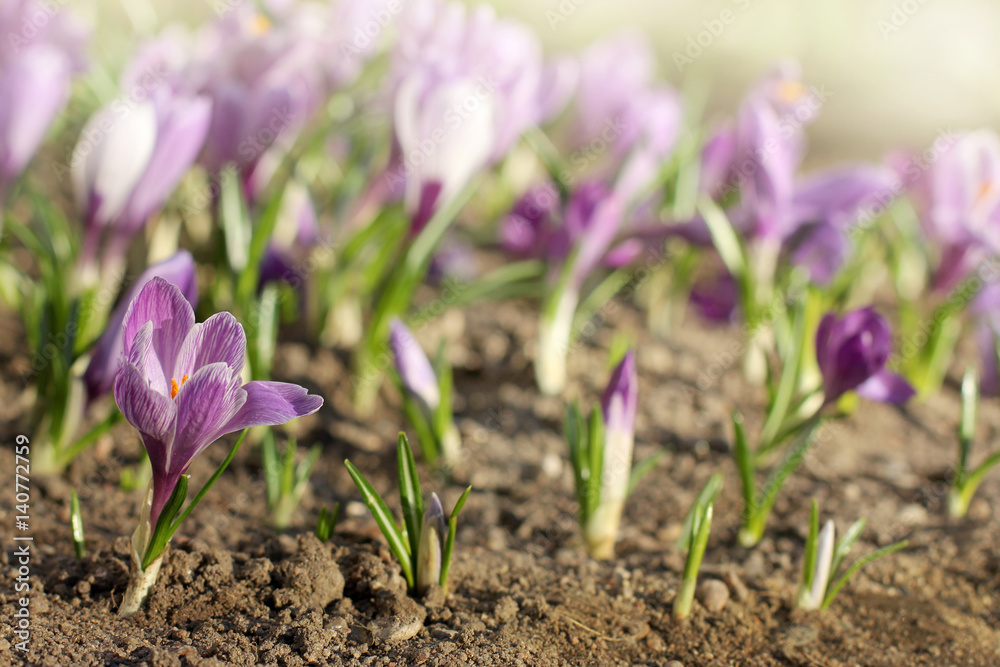 flowers of spring / Lilac blooming crocus on a background of a flower bed on a sunny day flowers of spring / Lilac blooming crocus on a background of a flower bed on a sunny day