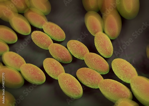 Acetic acid bacteria