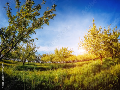 Fantastic apple orchard is illuminated by sunlight and blue sky. Glowing soft filter.