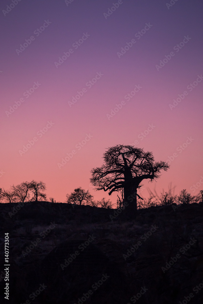 Sunset in behind Baobab Tree, South Africa, Africa