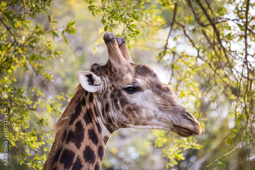 Close-up of Giraffe   s Head between Trees  South Africa  Africa