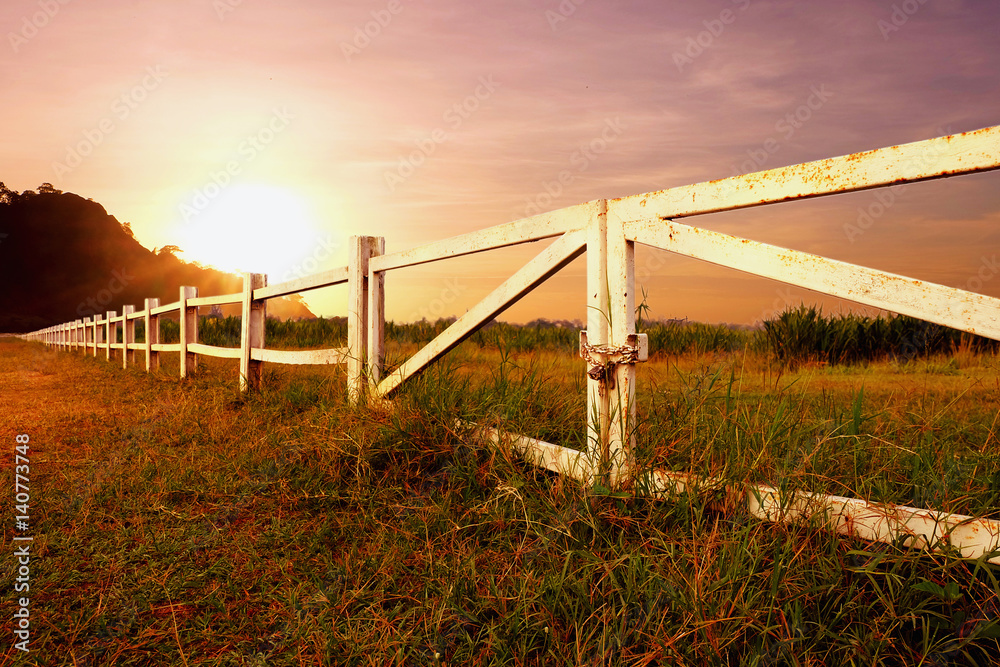 Fototapeta premium landscape of grass field