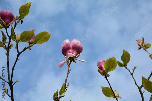 Rosa Magnolien Blüten hoch oben auf dem Baum  ( Magnoliaceae ) vor blauem Himmel photo