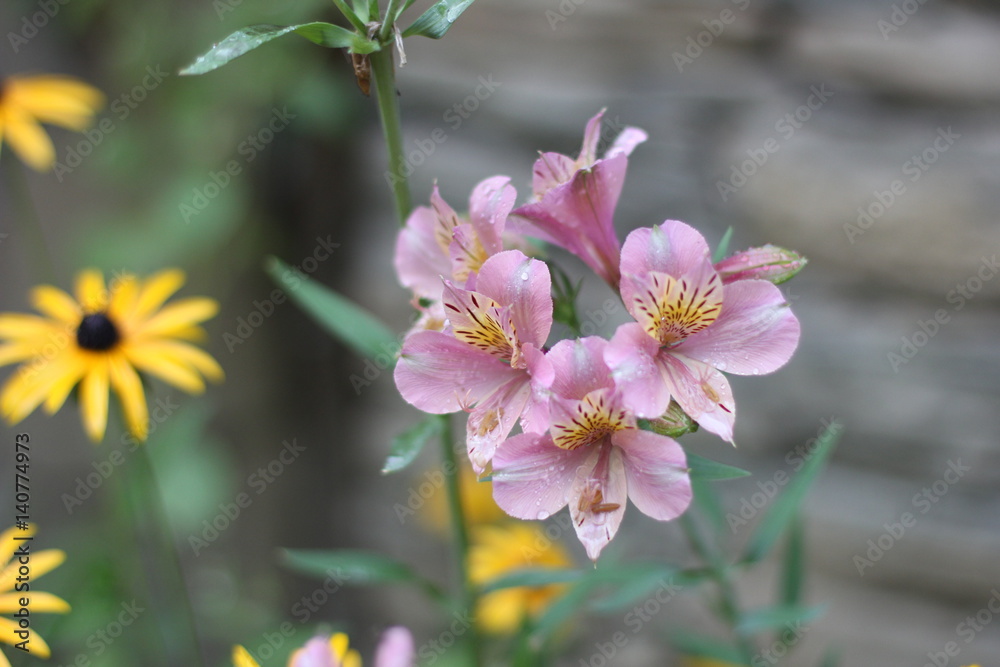 Fototapeta premium Flower