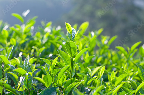 Green Tea on blurred background