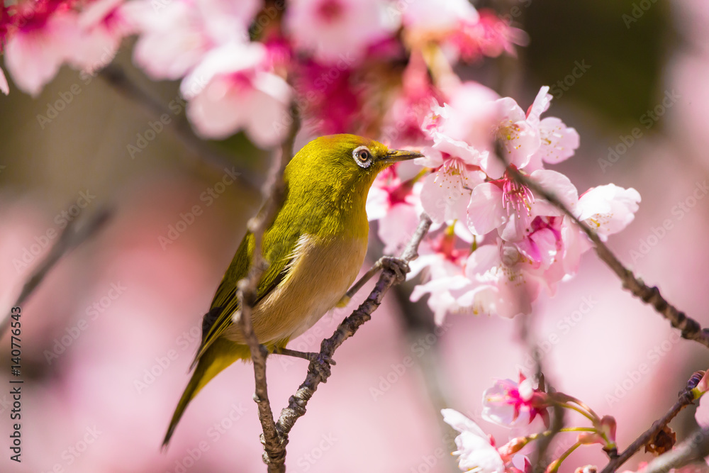 The Japanese White eye.The background is winter cherry blossoms. Located in Tokyo Prefecture Japan.