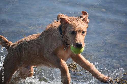 Leaping Wet Toller Puppy Dog in the Water with a Tennis Ball photo