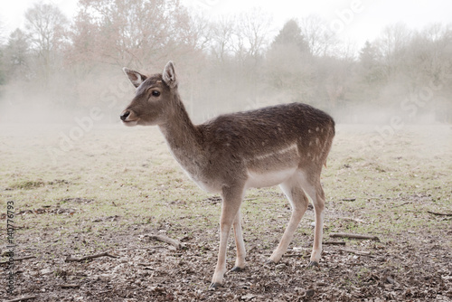 young deer standing on a field on a misty morning