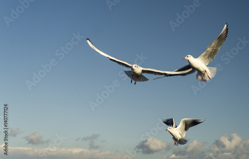 Seagulls flying on blue sky