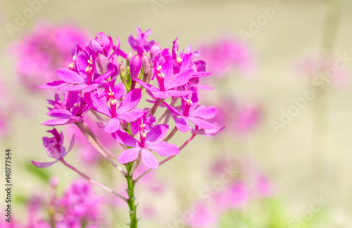 Fototapeta Naklejka Na Ścianę i Meble -  Small purple orchid.