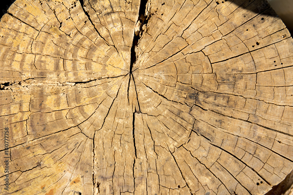 Yellow brown color tree ring background