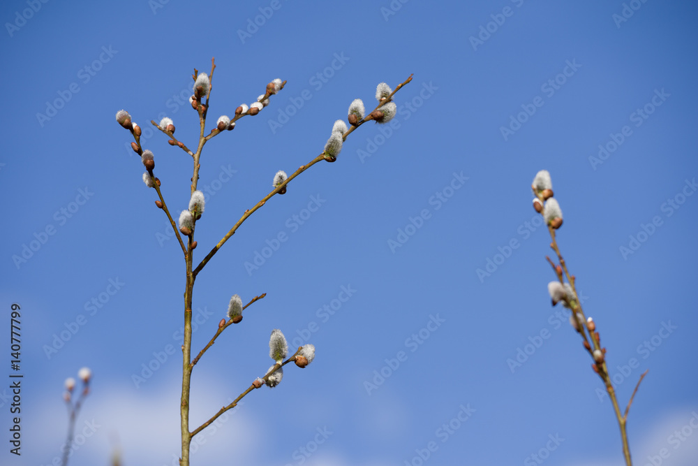 Branches of a willow tree in budburst and blue sky behind Branches of a willow tree in budburst and blue sky behind