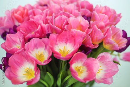 Pink tulips flower isolated on white background. a greetings card © Victoria Andreas