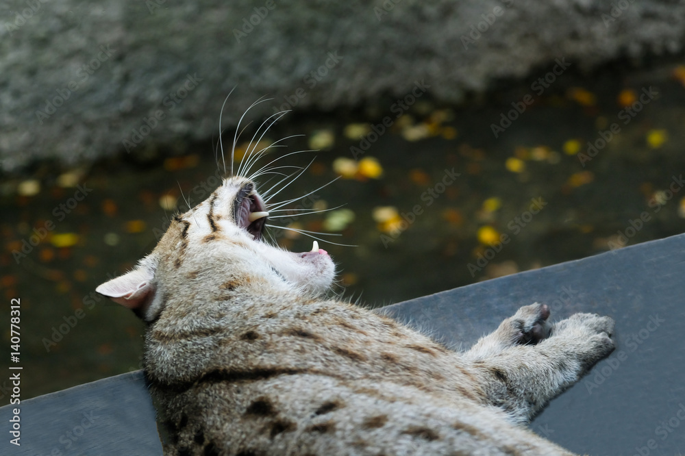 Lazy Fishing Cat is yawning for nothing to do. This photo was taken from zoo. Lazy Fishing Cat is yawning for nothing to do. This photo was taken from zoo.