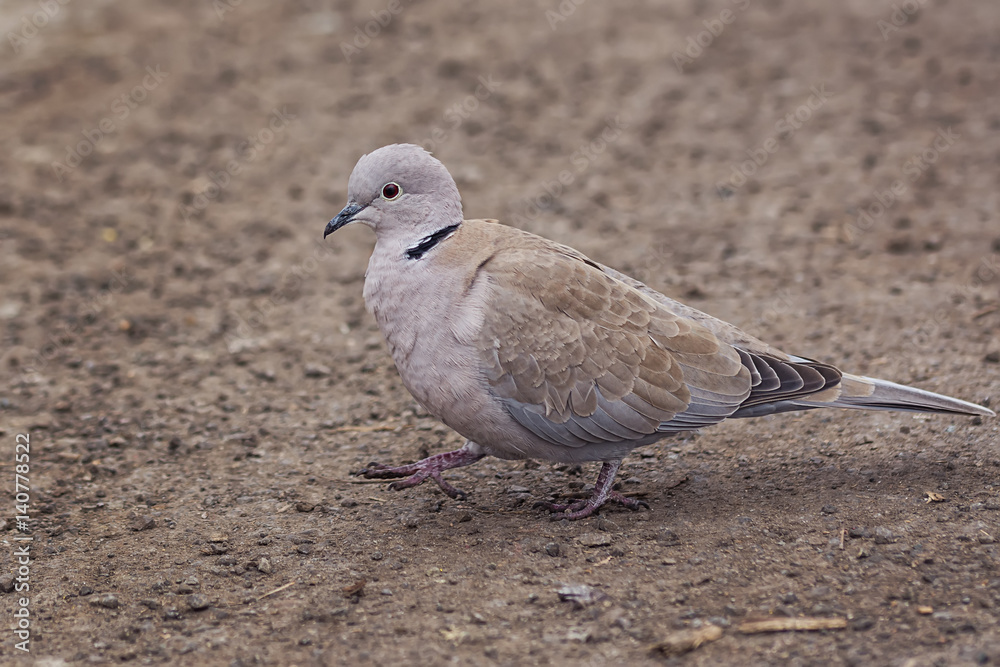 Wild Eurasian collared dove bird Streptopelia decaocto walking along the park in Burgas, Bulgaria Wild Eurasian collared dove bird Streptopelia decaocto walking along the park in Burgas, Bulgaria