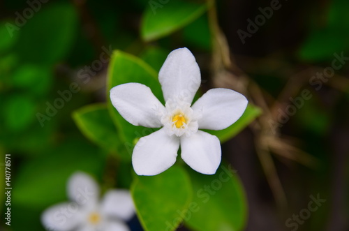 White flower and green leaves in the garden