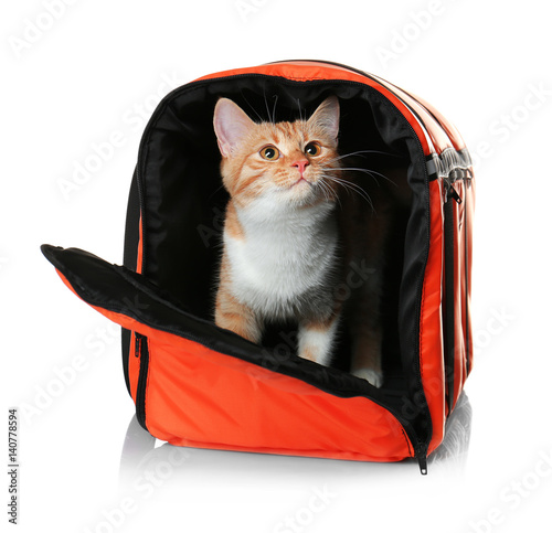 Foxy cat inside carrier box on white background