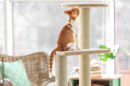 Fototapeta Naklejka Na Ścianę i Meble -  Cute funny cat and tree in room