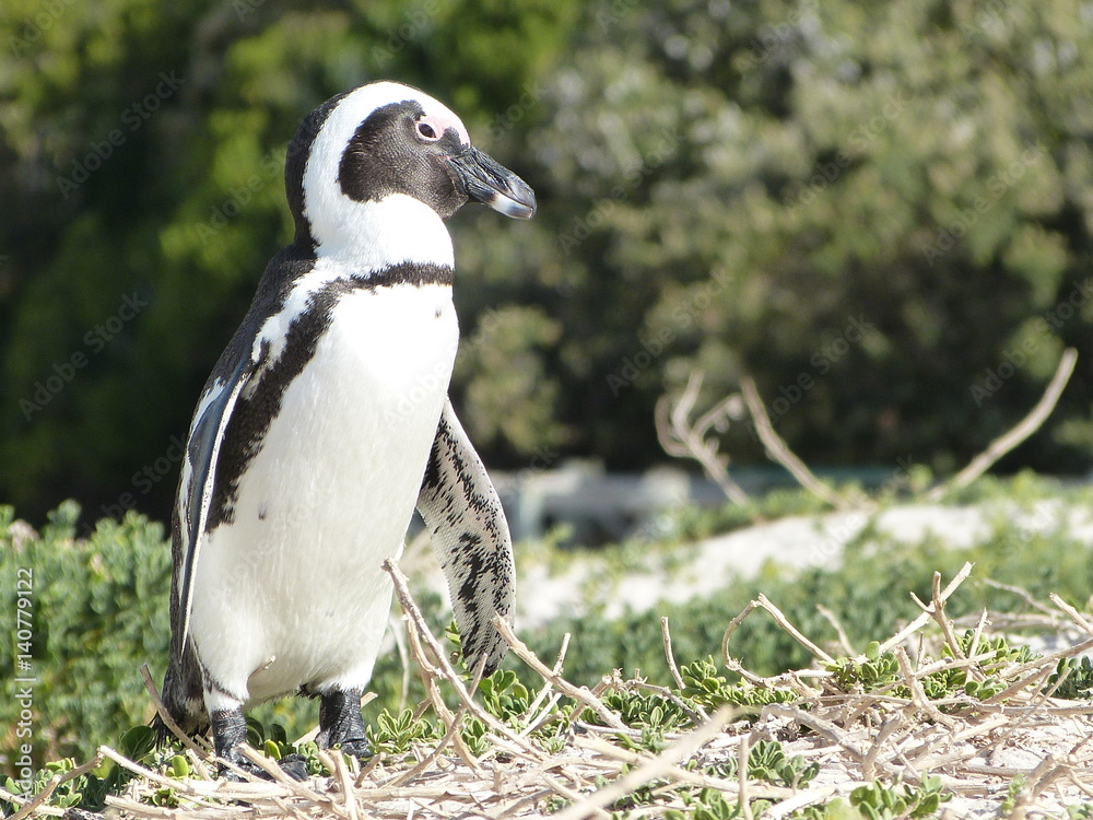 Obraz premium African Penguins at Boulders Beach