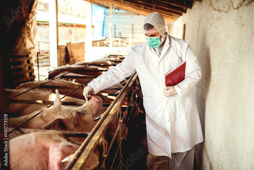 Fototapeta Naklejka Na Ścianę i Meble -  Disease at pig farm, veterinarian checking each pig.