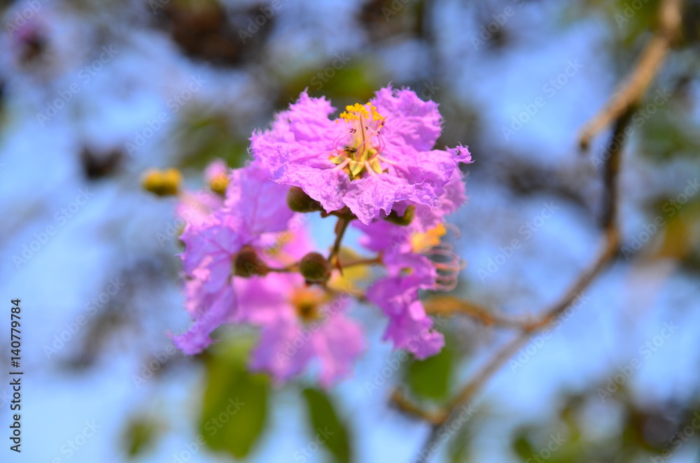 Purple flower and green leaves in the garden Purple flower and green leaves in the garden