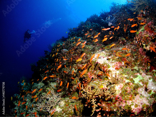 沖縄の珊瑚礁
