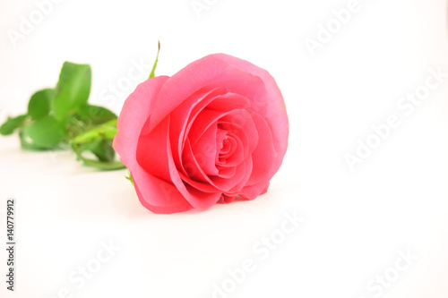 A single pink rose on the white background