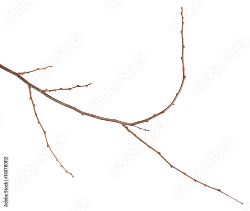Dry tree branches isolated on white background