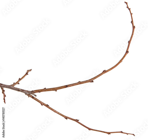 Dry tree branches isolated on white background