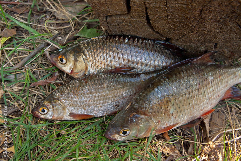 Several common roach fish on green grass. Catching freshwater fish on natural background. Several common roach fish on green grass. Catching freshwater fish on natural background.