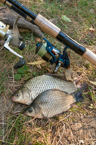 Several crucian fish or carassius on green grass. Catching freshwater fish and fishing rod with fishing reel on green grass.