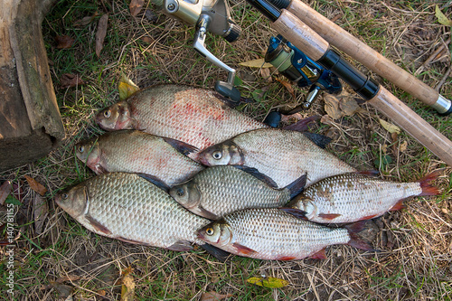 Pile of the common bream fish, crucian fish or Carassius, roach fish on the natural background. Catching freshwater fish and fishing rods with fishing reels on green grass