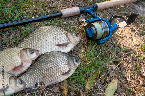 Several crucian fish or carassius on green grass. Catching freshwater fish and fishing rod with fishing reel on green grass.