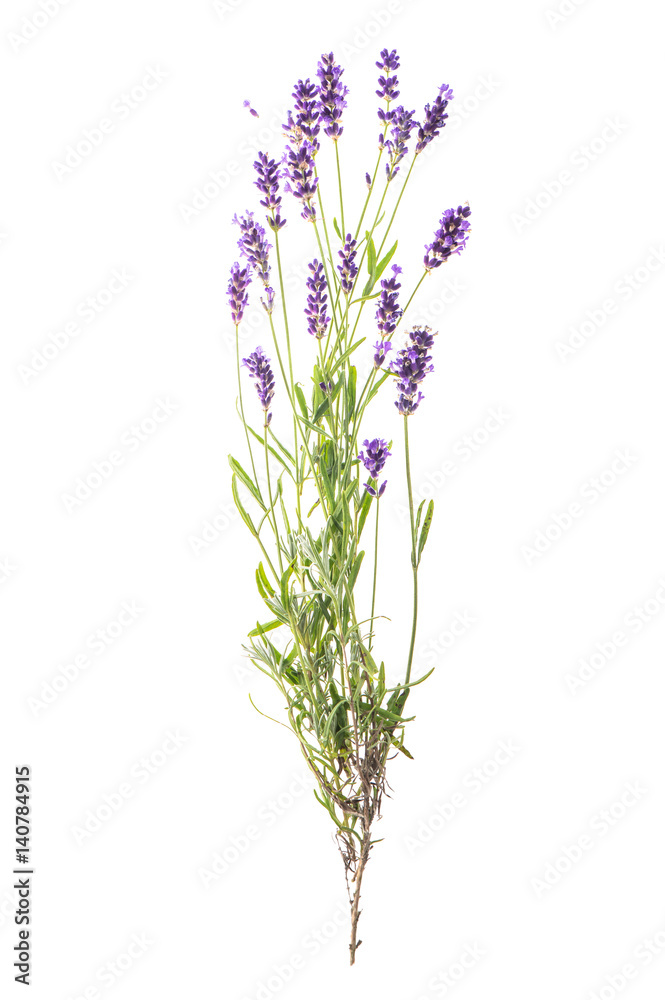 Lavender flowers isolated white background Lavender flowers isolated white background