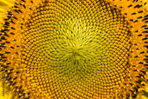 Blooming sunflower  close up of sunflower pollen.  Macro photo  