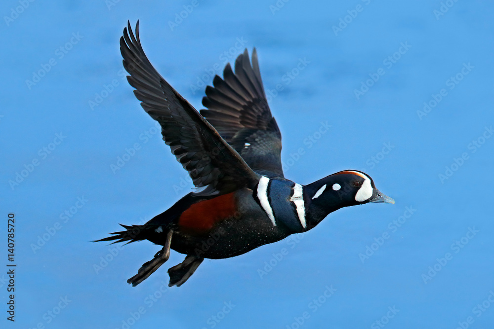 Harlequin duck, Histrionicus histrionicus, bird in fly. Beautiful sea birds  flying above the dark blue sea water, Hokkaido, Japan. Wildlife scene from  nature. Stock Photo | Adobe Stock