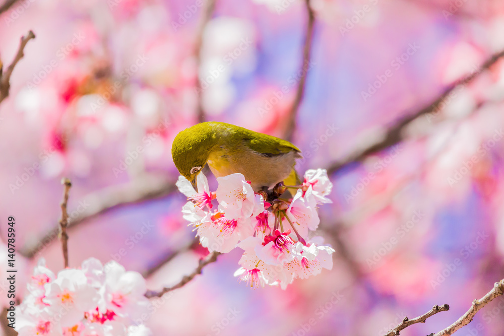 The Japanese White eye.The background is winter cherry blossoms. Located in Tokyo Prefecture Japan. The Japanese White eye.The background is winter cherry blossoms. Located in Tokyo Prefecture Japan.