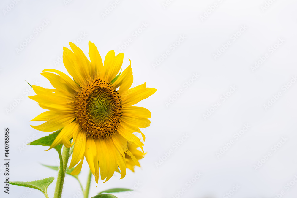 Yellow sunflower fully blooming, rising like the sun with the sky. Yellow sunflower fully blooming, rising like the sun with the sky.