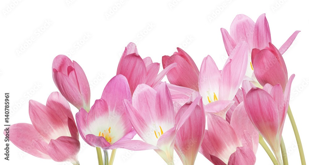 group of pink crocus flowers isolated on white