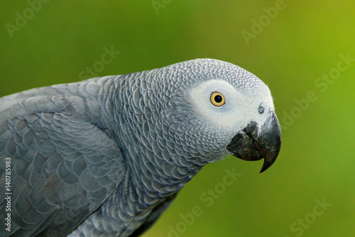 Detail portrait of beautiful grey parrot. African Grey Parrot, Psittacus erithacus, sitting on the branch, Africa. Bird from the Gabon green tropic forest. Close-up portrait of rare bird from Congo.