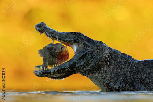 Crocodile with open muzzle. Yacare Caiman, crocodile with fish in with evening sun, Pantanal, Brazil. Wildlife scene from nature. Animal behaviour in river habitat, South America. Mouth with piranha.