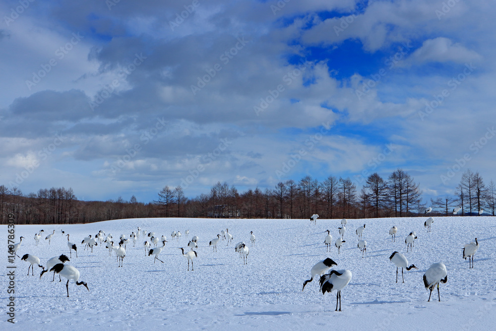 Wildlife scene from snowy nature. Dancing pair of Red-crowned crane with open wing in flight, with sunny day, Hokkaido, Japan. Bird in fly, winter scene with snow. Akan Nature Center. Wildlife scene from snowy nature. Dancing pair of Red-crowned crane with open wing in flight, with sunny day, Hokkaido, Japan. Bird in fly, winter scene with snow. Akan Nature Center.