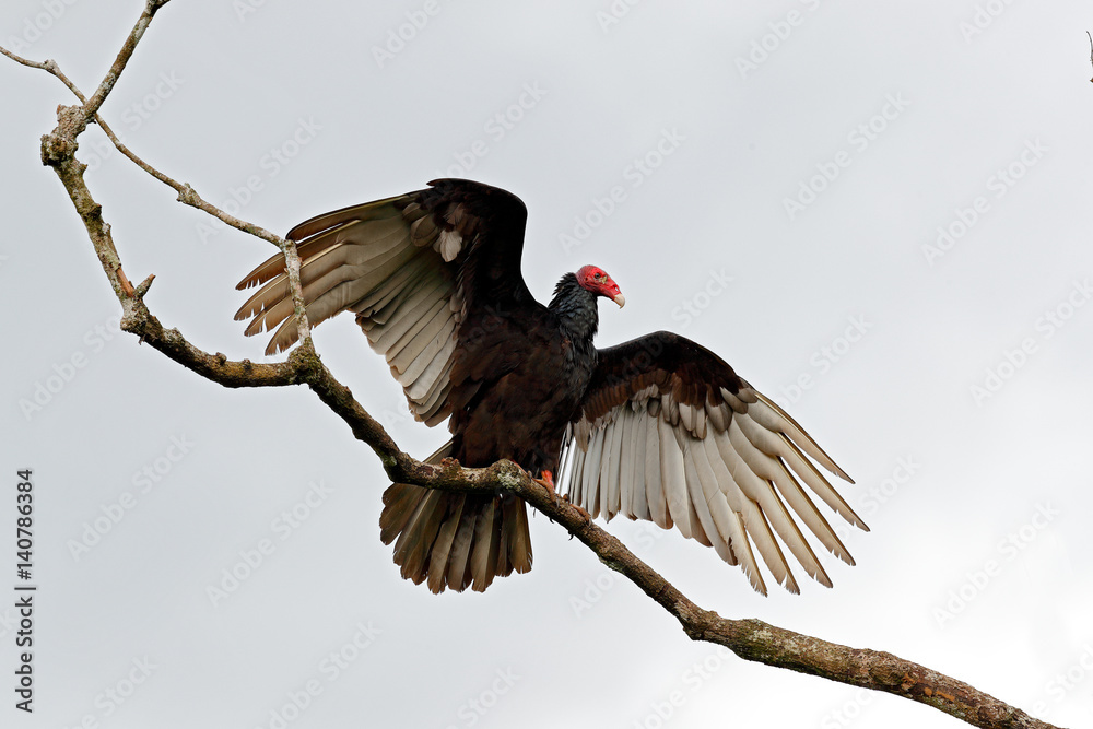 Naklejka premium Ugly black bird Turkey vulture, Cathartes aura, sitting on the tree, Costa Rica. Bird with open wing. Bird with grey sky. Vulture with red head.