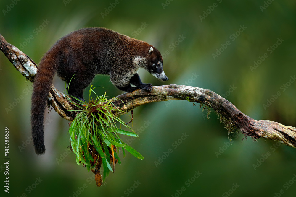 Raccoon, Procyon lotor, on the tree in National Park Manuel Antonio