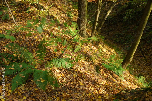 Wrzelowiecki Park Krajobrazowy. photo