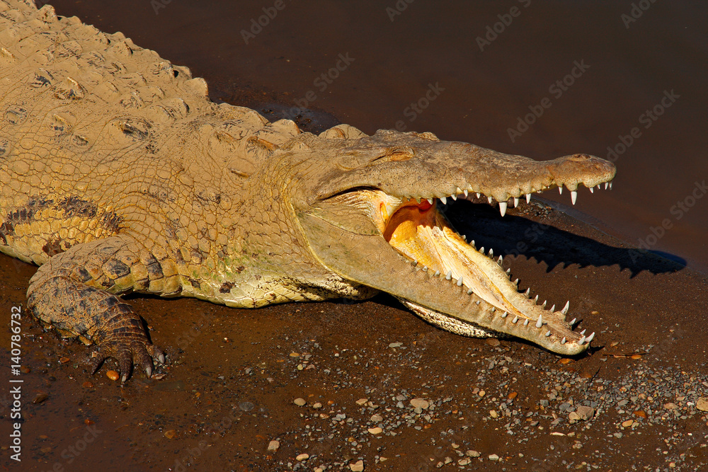 Obraz premium American crocodile, Crocodylus acutus, animal in the river water. Wildlife scene from nature. Crocodile from river Tarcoles, Costa Rica. Danger animals in water. Dark river, crocodiles. open muzzle.