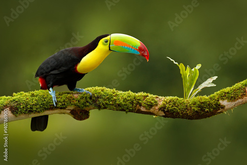 Keel-billed Toucan, Ramphastos sulfuratus, bird with big bill. Toucan sitting on the branch in the forest, Boca Tapada, green vegetation, Costa Rica. Nature travel in central America.