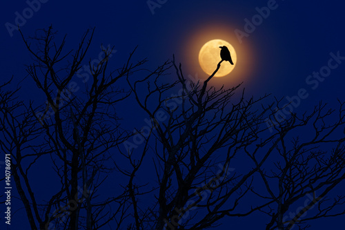 Bird with moon. Late evening with raven  black forest bird  sitting on the tree  dark day  nature habitat. Magic night with moon light in forest. Scary forest with black crow. Art view of nature.