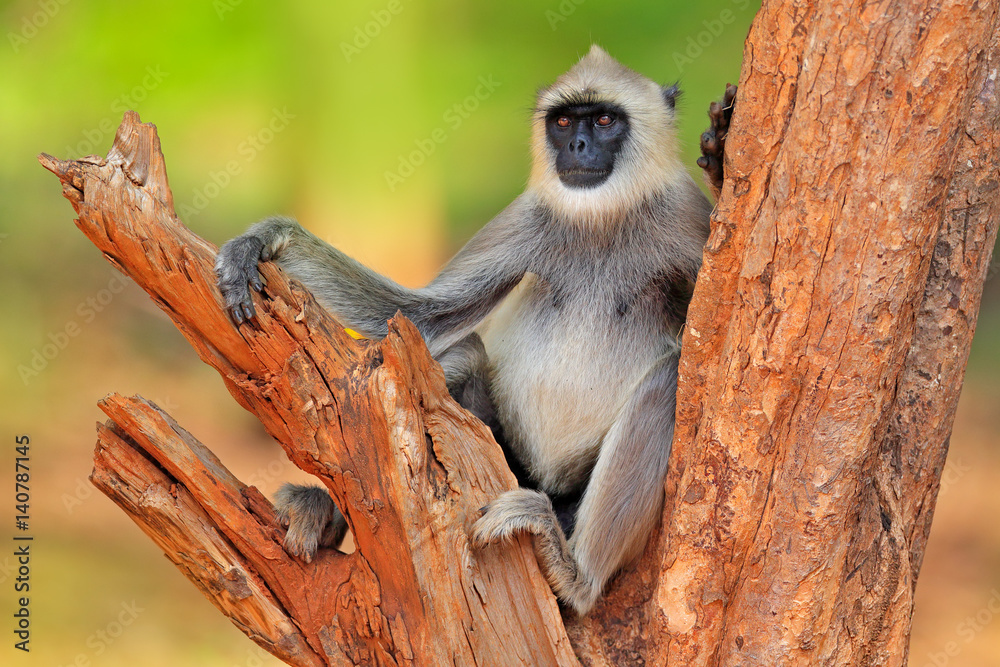 Obraz premium Common Langur, Semnopithecus entellus, monkey sitting on tree, nature habitat, Sri Lanka. Feeding scene with langur. Wildlife of Sri Lanka. Monkey in nature habitat, clear background and foreground.