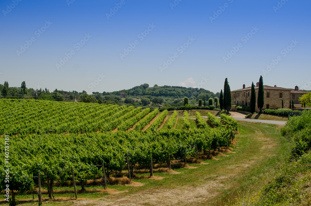 The vinery and farm of Tuscany
